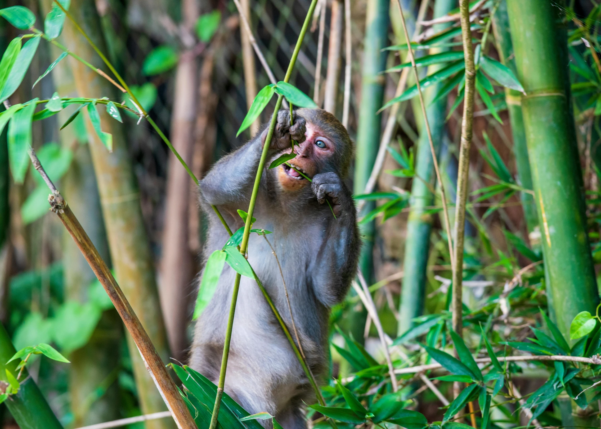 a baby animal sitting in the middle of some bamboo