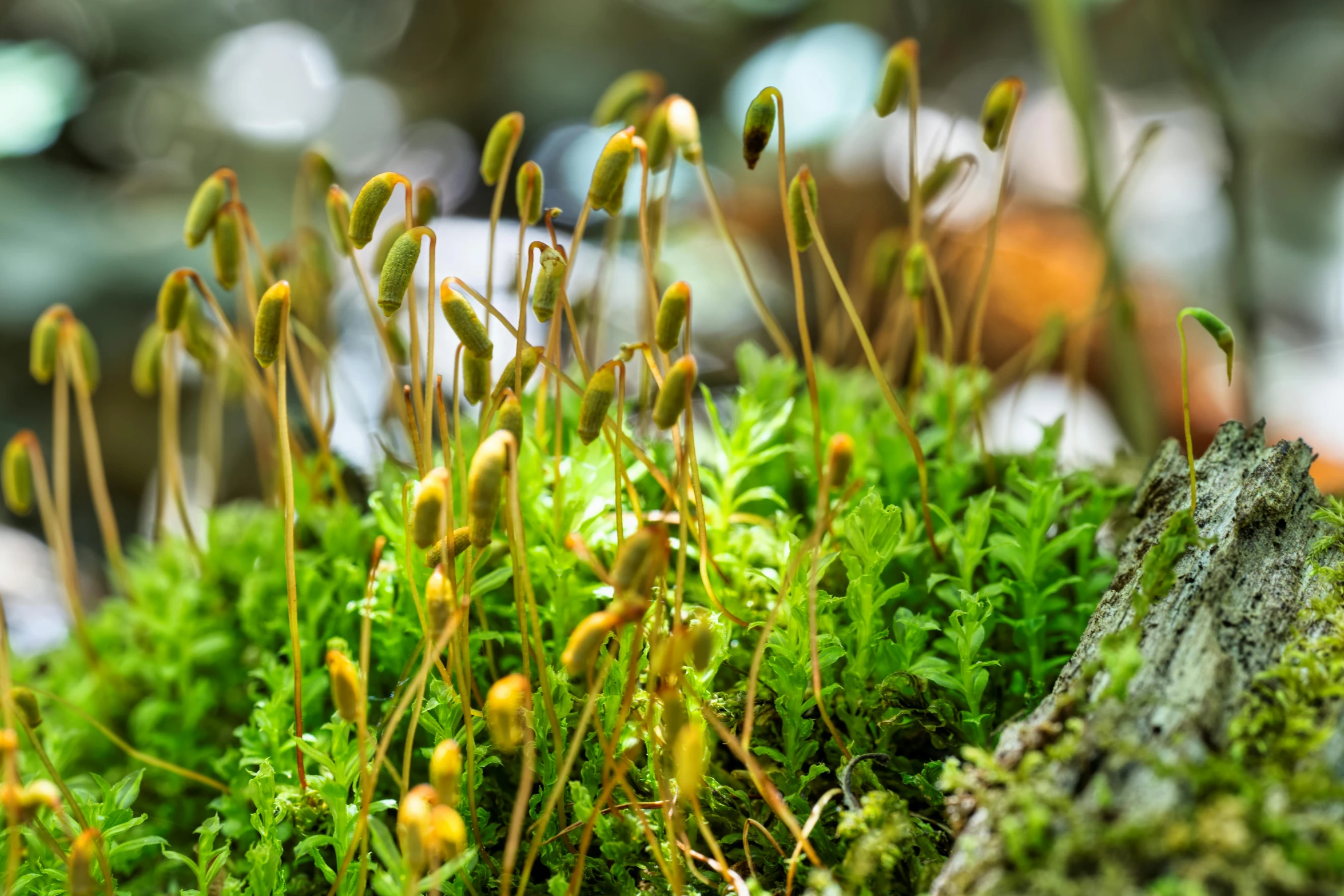 closeup of tiny green plants growing out of moss