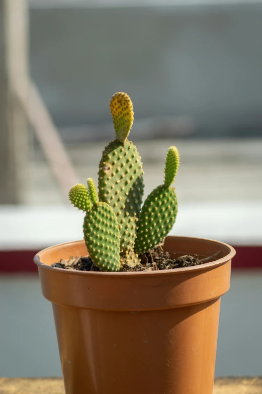 a small cactus in a clay pot on the edge of a balcony