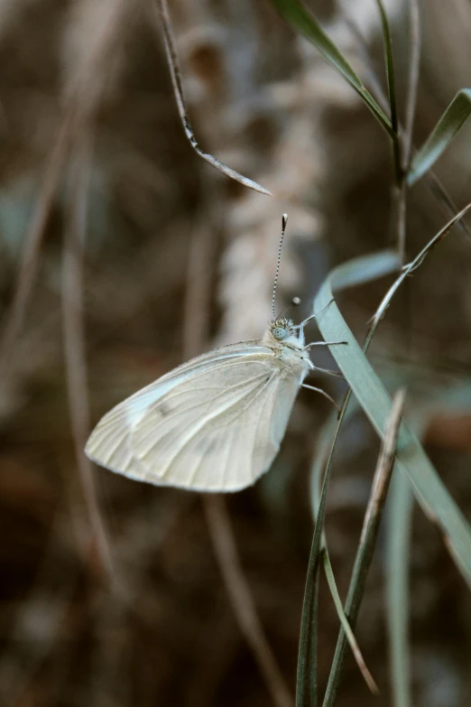 white erfly resting on the edge of some brush