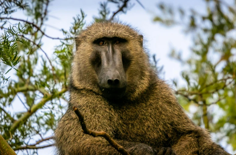 an animal is on the nch of a tree