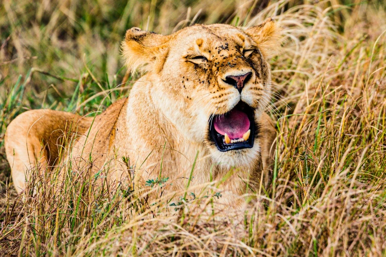 the large lion is yawning in the tall grass