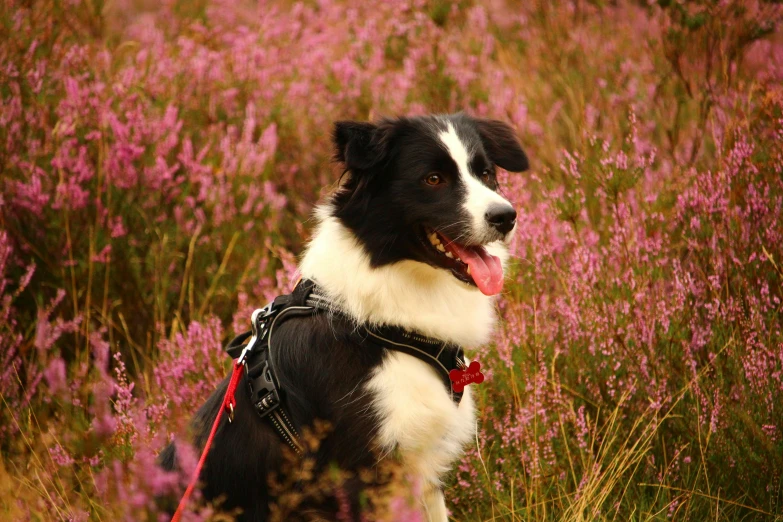 a black and white dog sitting in the middle of some flowers