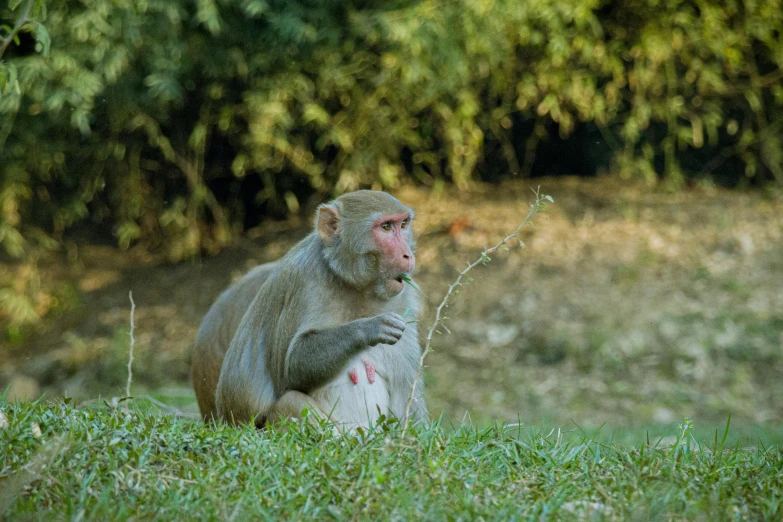 a monkey with a bandage around its foot sitting in a field