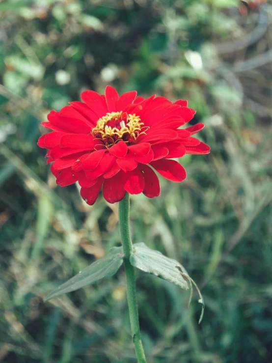 a single red flower with green leaves and flowers in the background