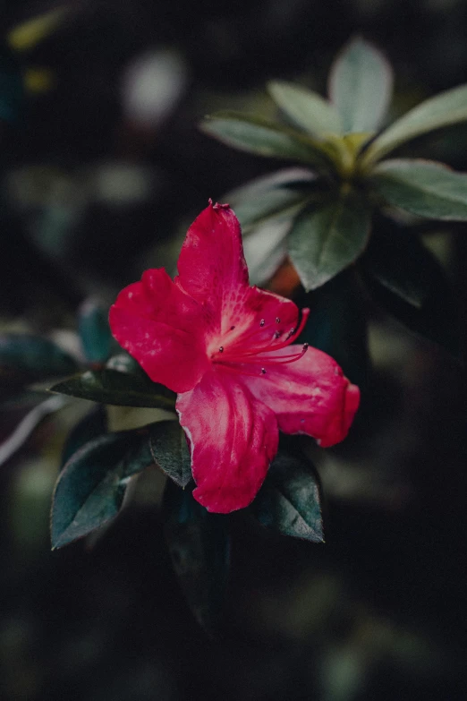 pink flower with green leaves on a dark background