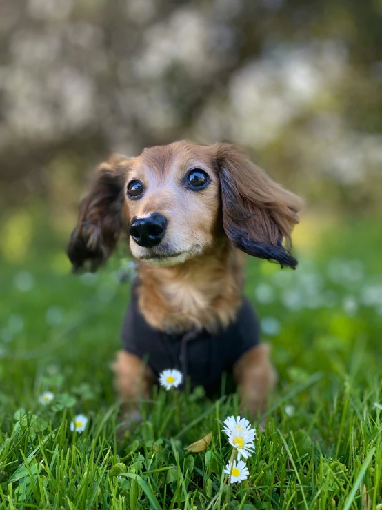 a dog that is sitting in the grass