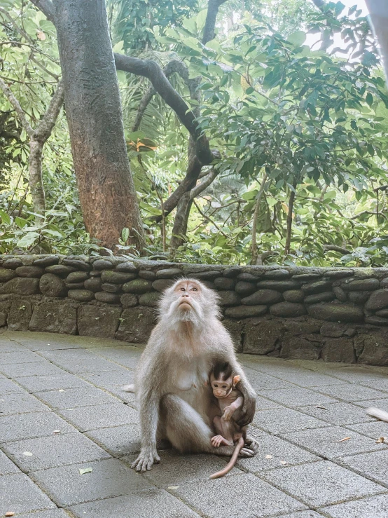 a monkey and its baby are sitting in the ground