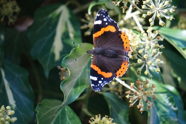 a erfly on top of a green flower