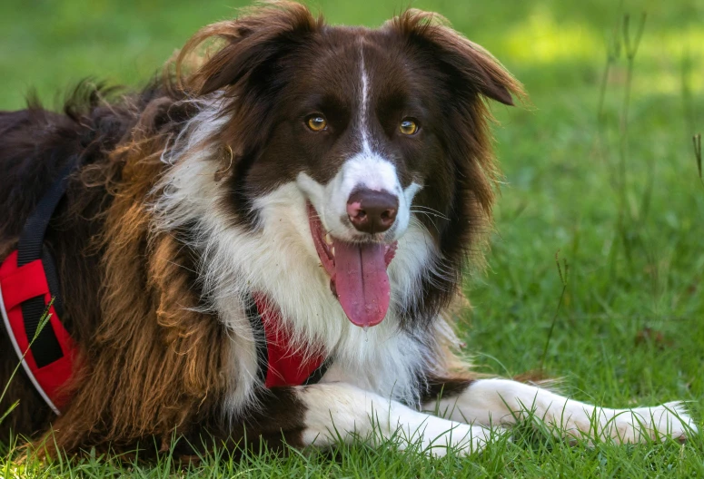 a dog with it's tongue out laying in the grass