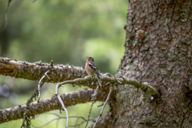 the small bird is perched on the nch