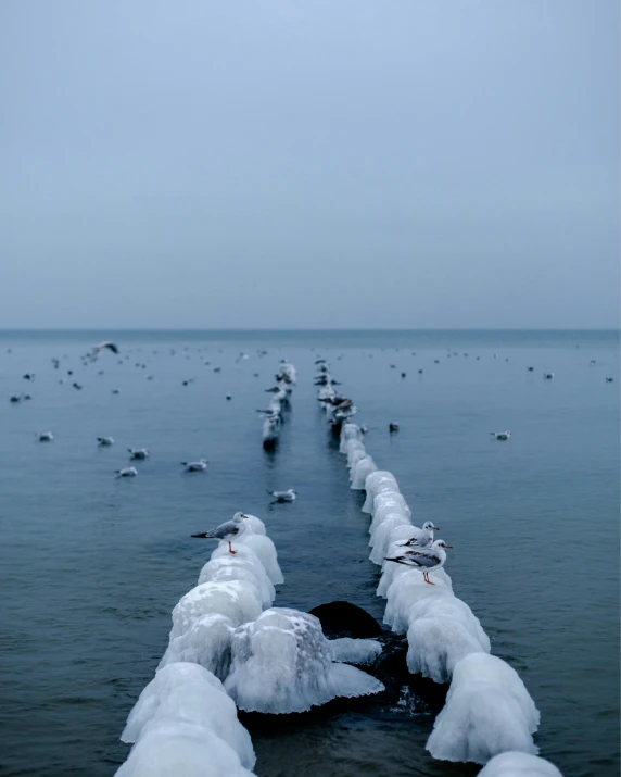 a group of frozen birds are standing by the water