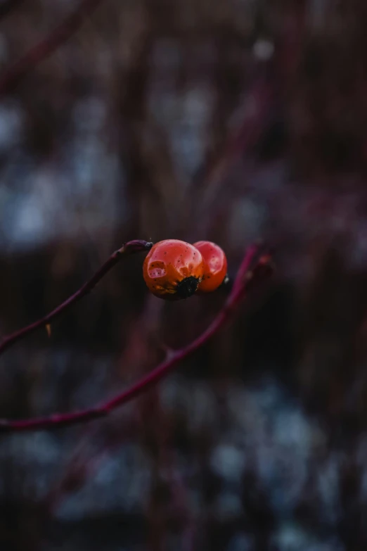 a small leaf with a couple of flowers attached to it