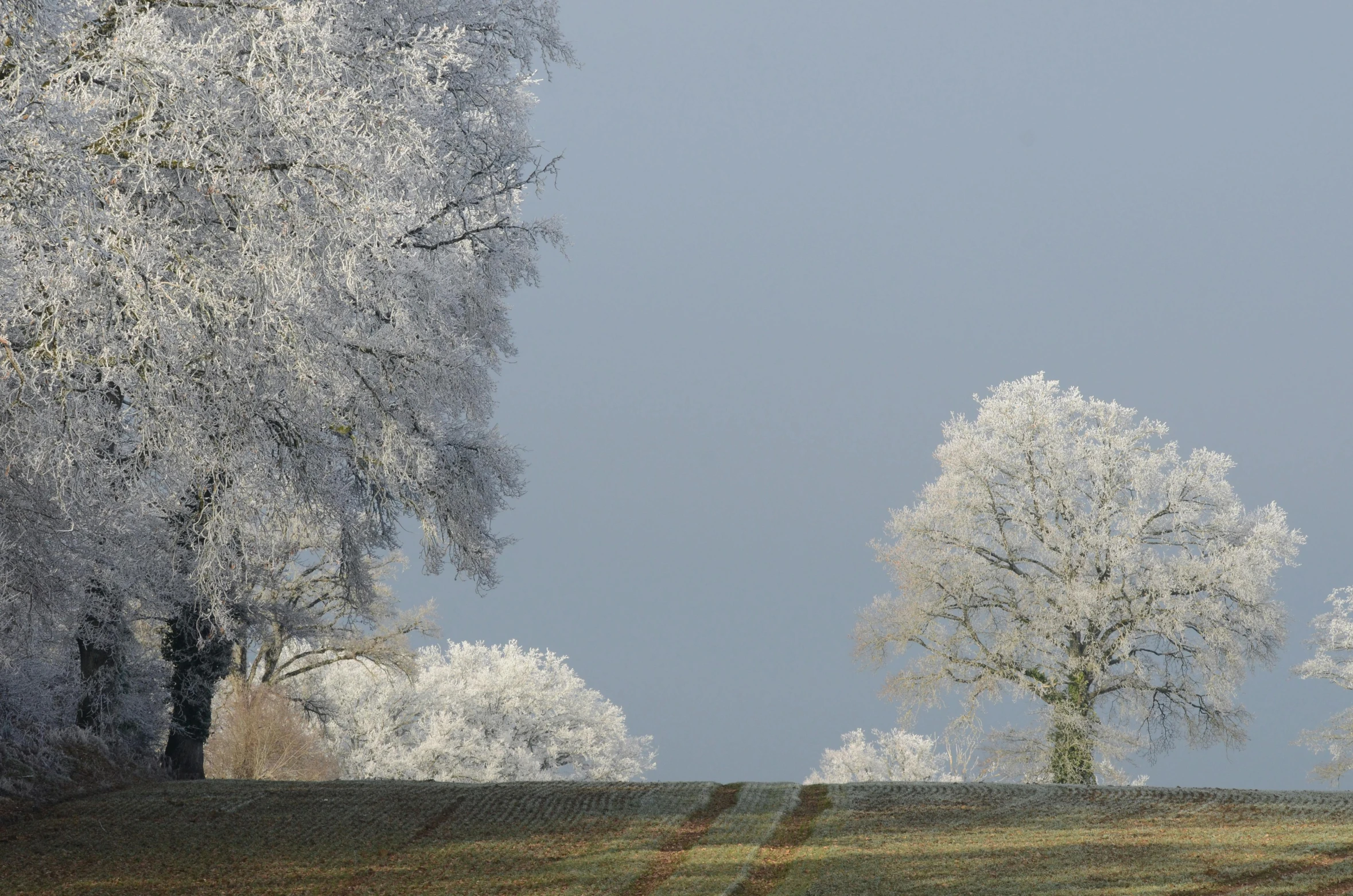 two tree stands out on the horizon as a clear blue sky looms behind them