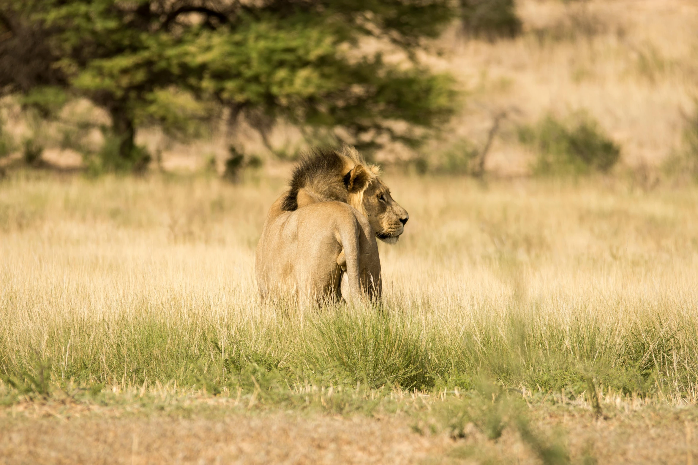 an animal that is standing in the grass