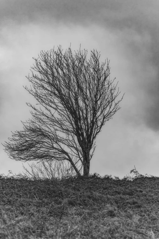 tree that is in the middle of a field