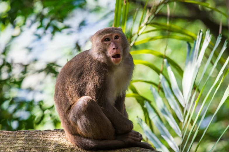 a monkey sitting on top of a tree nch