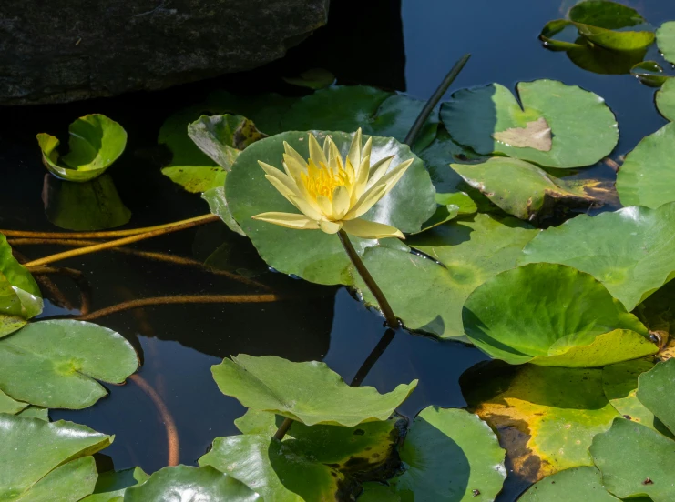 a yellow flower sits in the middle of lily pads