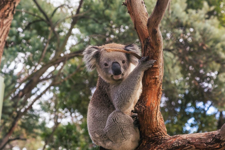 the koala stands on its hind legs in the tall tree