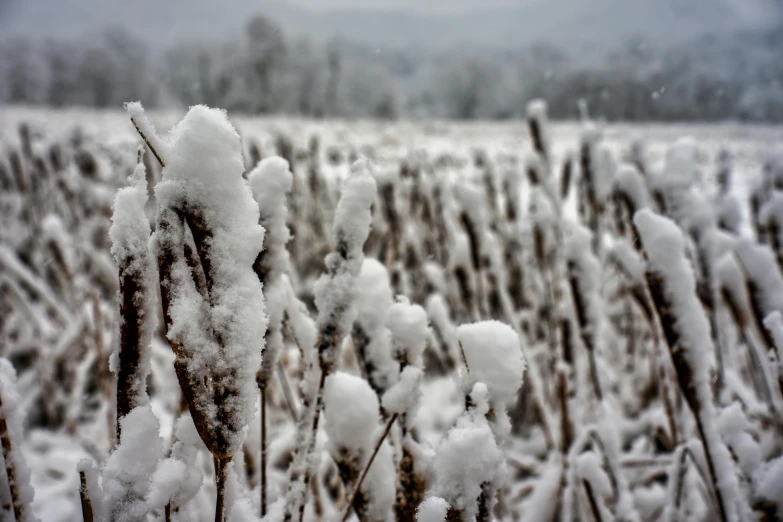 some frozen grass in a field with mountains in the background