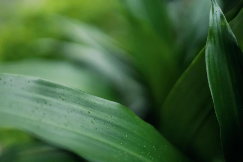 the blurry image shows leaves in green and yellow colors