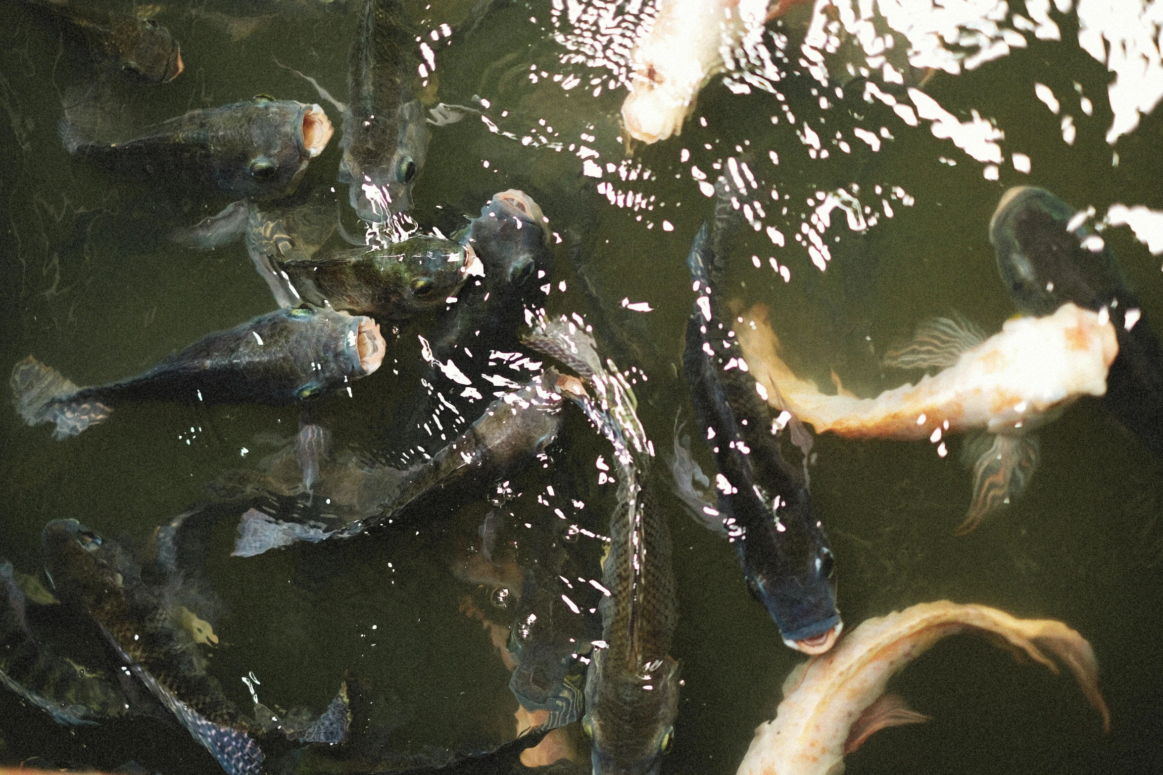 many fish in the water together, in a pond