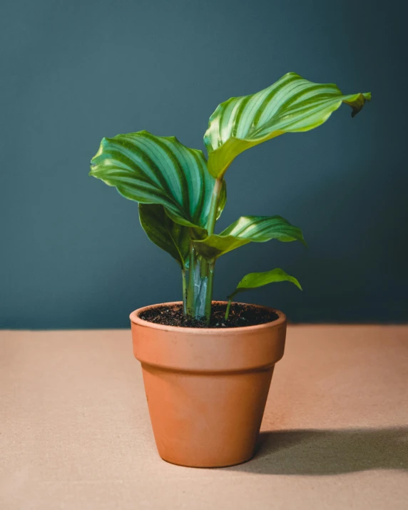 a green plant in a clay pot on a wooden surface