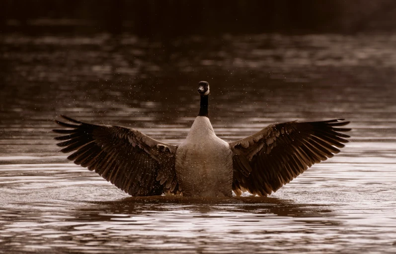 there is a bird flapping its wings and standing in the water