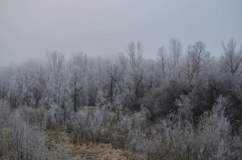 an area covered in thin thin trees and dead grass