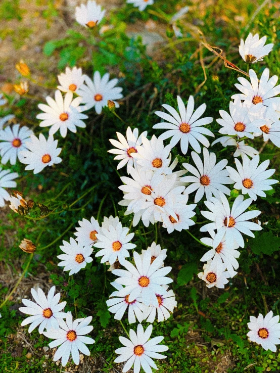 there are several white daisies with green stems