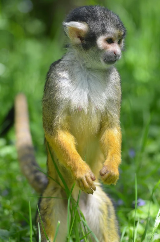 a tiny monkey standing on top of some green grass