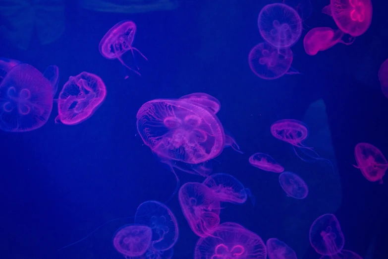 many small jelly fish in a tank that are pink and blue