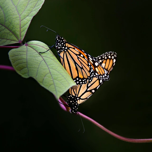 a pair of monarch erflies perches on a plant