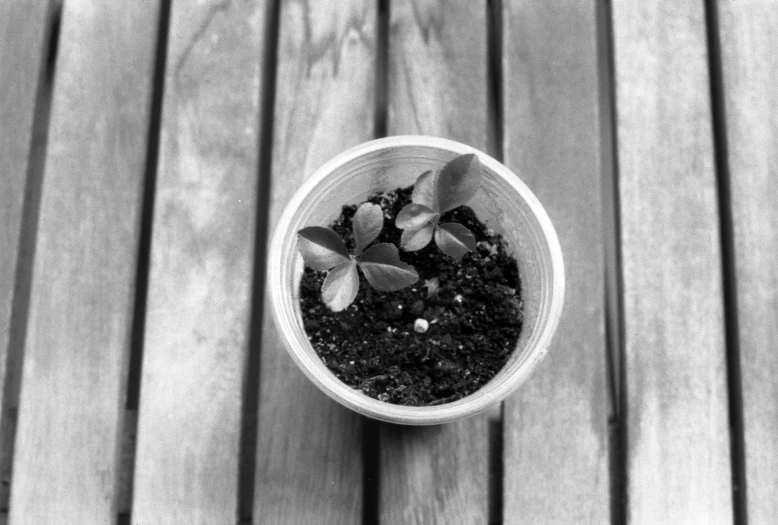 a white and black po of a potted plant