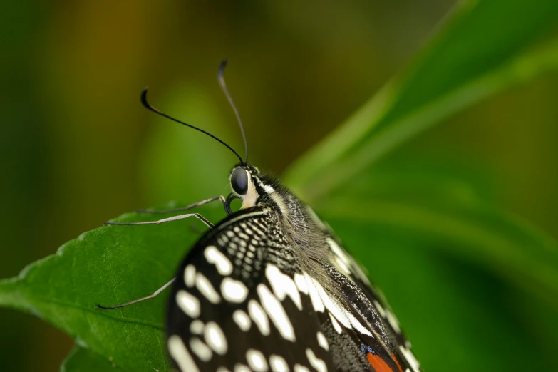 an adult black and white erfly is sitting on a leaf