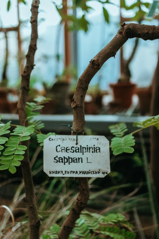 a plant with a sign on it's front