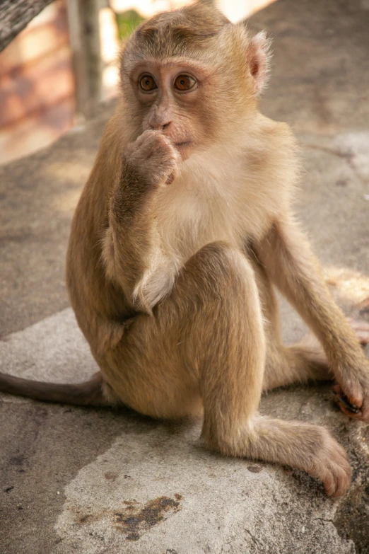 an image of a monkey that is looking at the camera