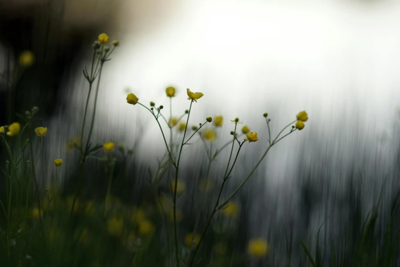 yellow flowers blowing in the wind near a body of water