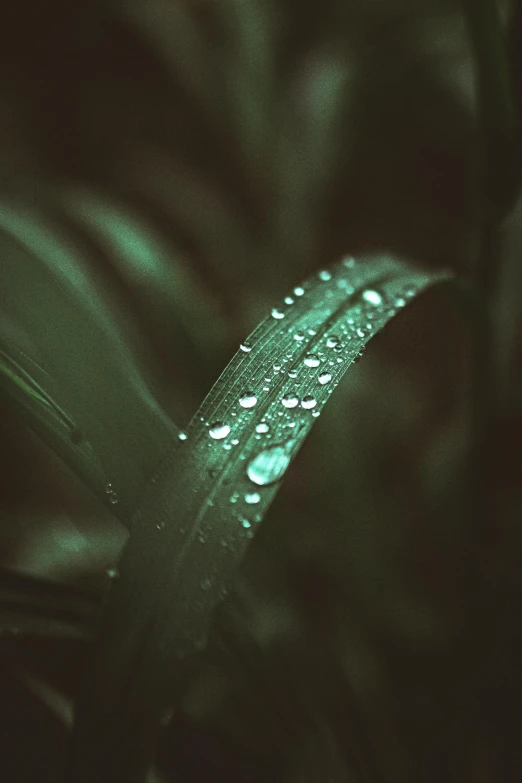 a wet green plant with drops of water on it