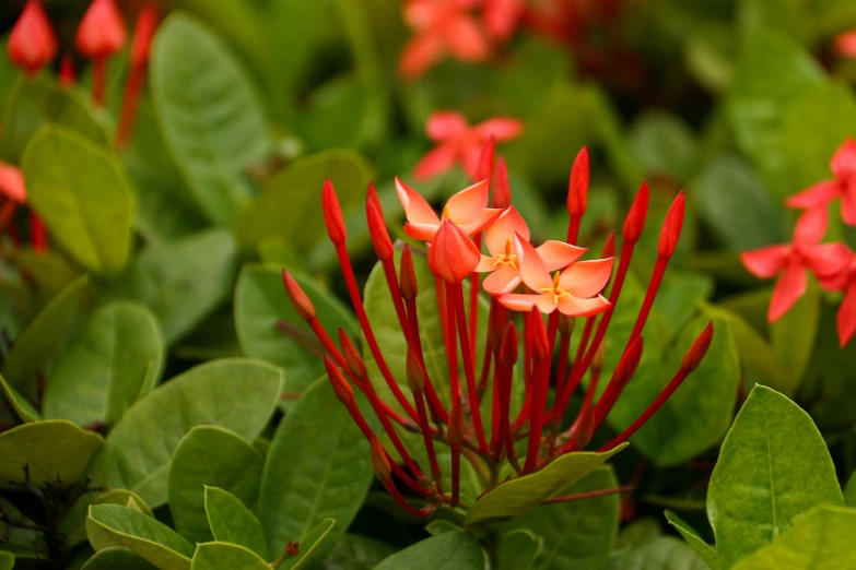 a group of red flowers sitting on top of green leaves