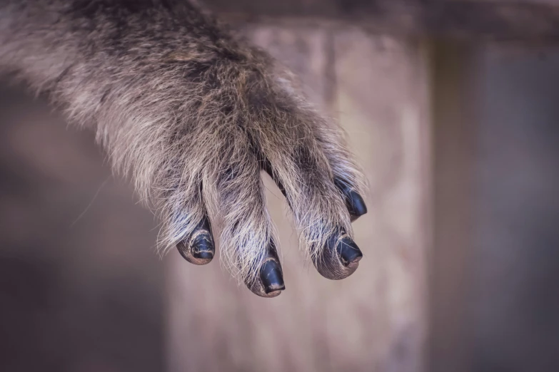 a closeup s of the front paws of a dog