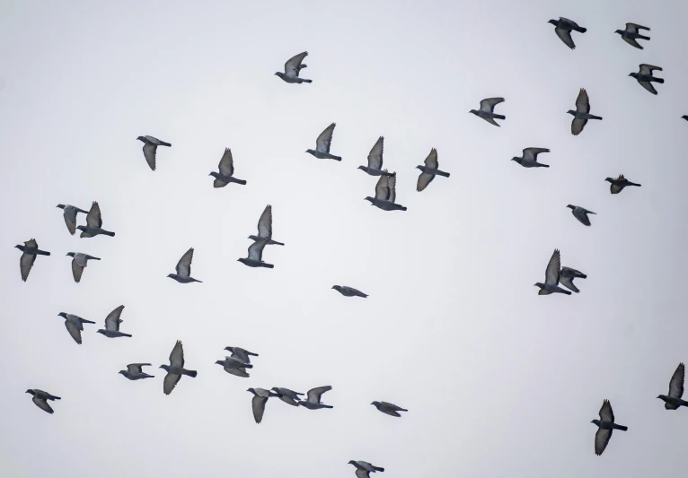 many birds are flying in the same direction