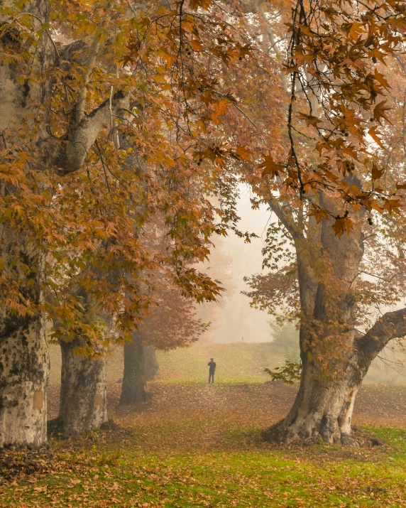 a man walks through an autumn foggy park with trees