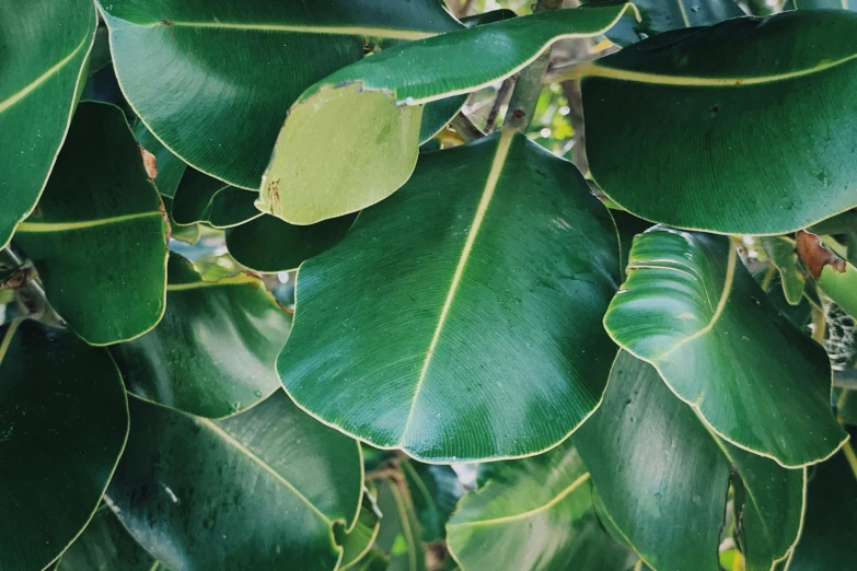 a large green plant with a few leaves