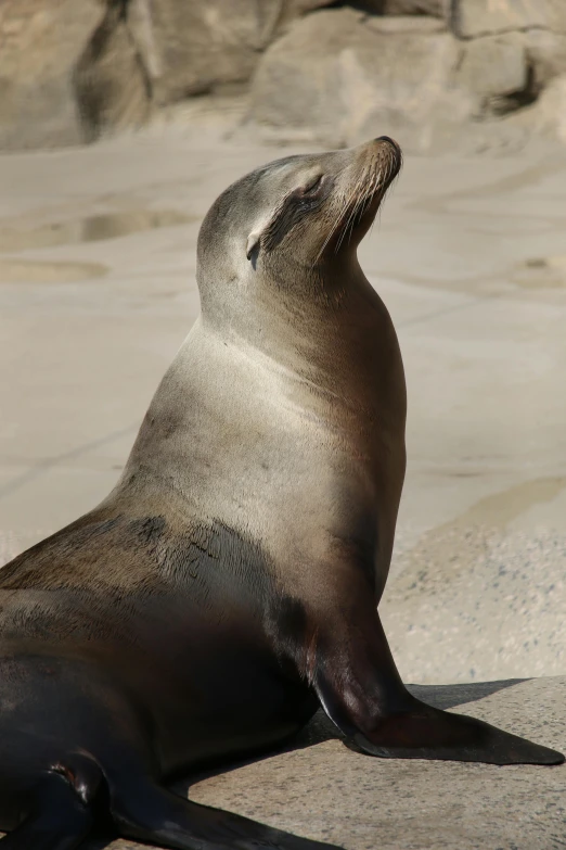 a sea lion is laying on the beach with it's head raised