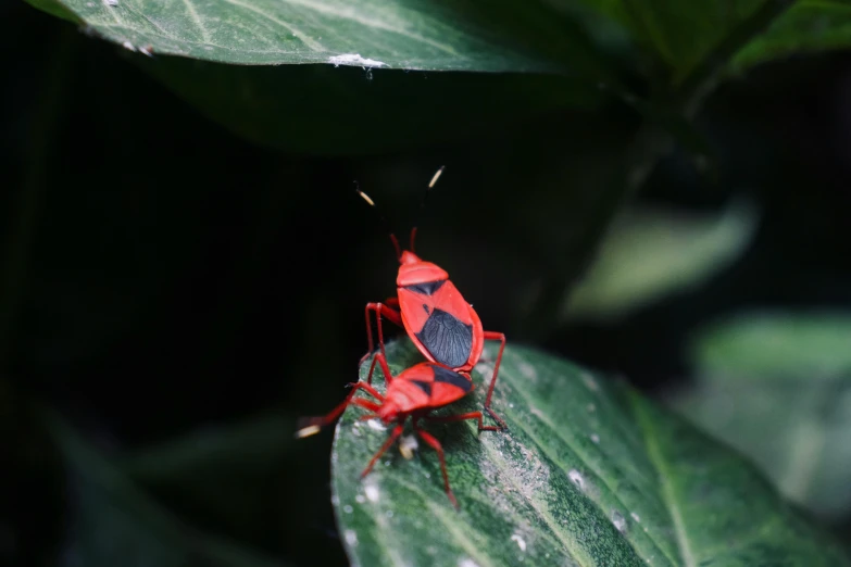 a red bug that is sitting on a leaf