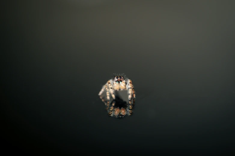 two mosquito are seen in the middle of a lake