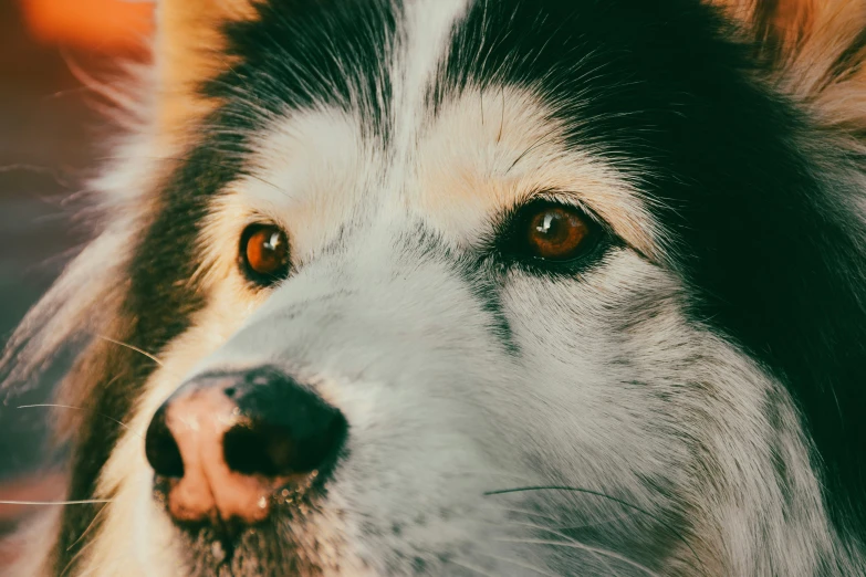 a close up po of a dog with the eye wide open