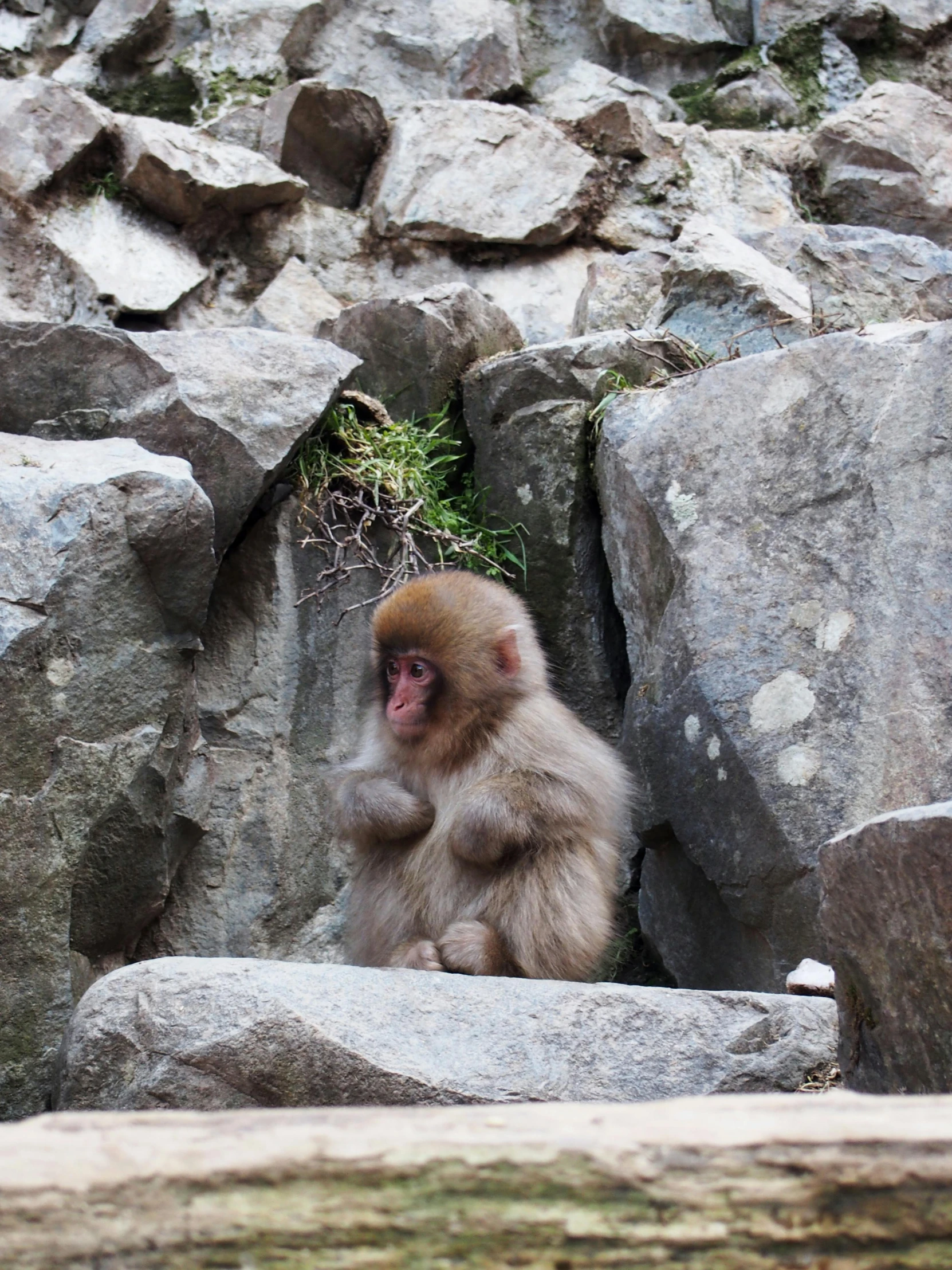 a monkey is sitting on some rocks, eating a plant