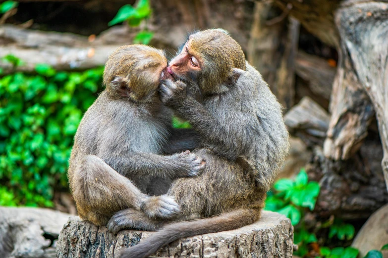 two monkeys one is hugging and sitting on a tree stump